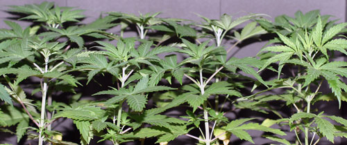 Marijuana clones Orange County Ca - Happy & Healthy Premium Grade Marijuana Clones - Free Delivery