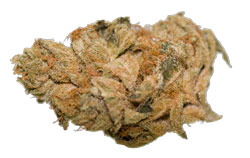 Lemon Kush Medical Marijuana