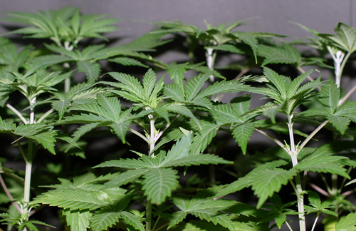 Orange County marijuana clones - indica, sativa, og kush - free delivery in Orange County